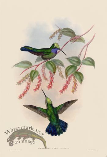 Gould Hummingbird 047